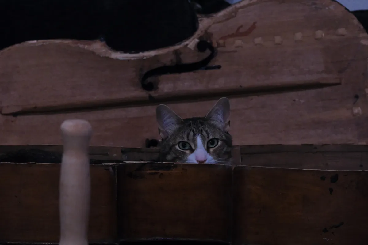A cat curled up inside the cello Sasha was repairing